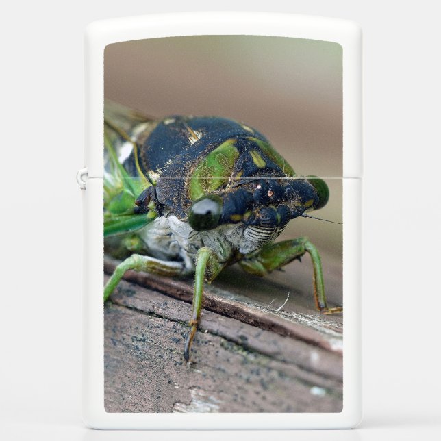 Cicada (Voorkant)