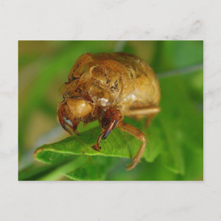 cicada1 briefkaart