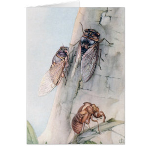 CICADA 2