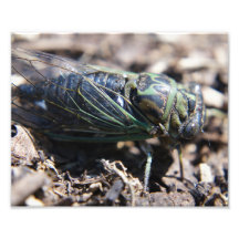 Cicada 8x10 Foto afdrukken