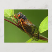 Cicada Briefkaart (Voorkant)