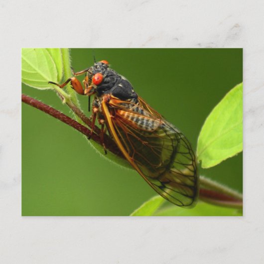 Cicada Briefkaart (Voorkant)