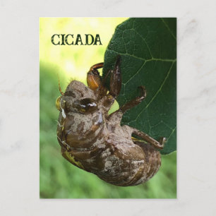 Cicada - Briefkaart