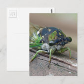 Cicada Briefkaart (Voorkant / Achterkant)