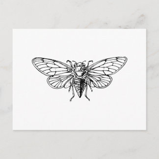 Cicada Briefkaart