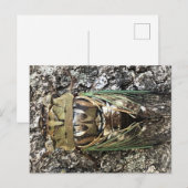 Cicada Briefkaart (Voorkant / Achterkant)