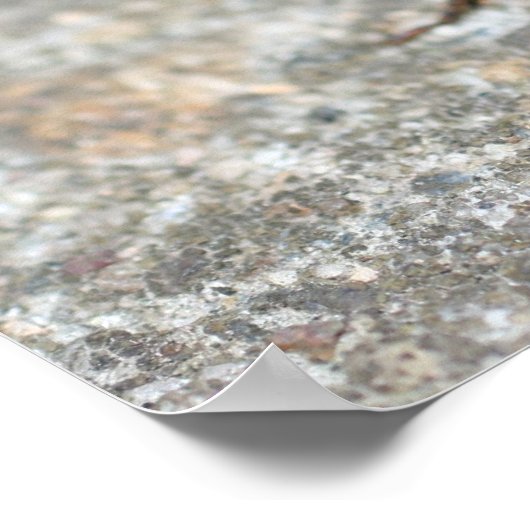 Cicada Bug Van dichtbij Insect Poster (Hoek)