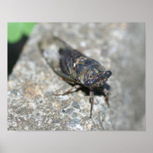 Cicada Bug Van dichtbij Insect Poster