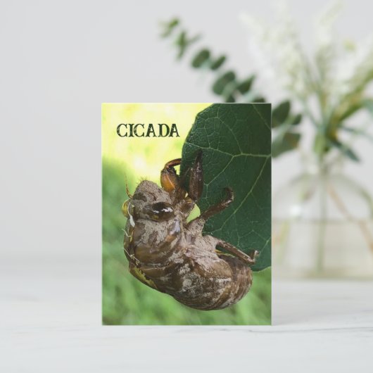 Cicada - Carte postale (Debout devant)