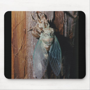 Cicada droogt zijn vleugels muismat