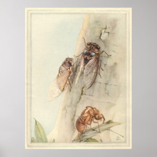 CICADA - Insect Book Illustration Poster