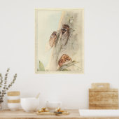 CICADA - Insect Book Illustration Poster (Keuken)