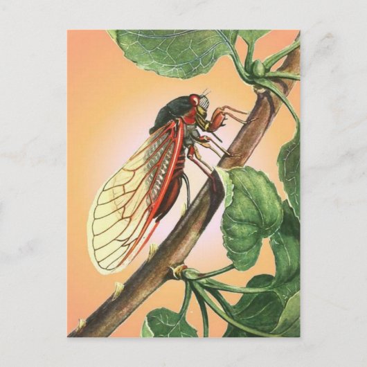 Cicada Insect Illustration Art Briefkaart (Voorkant)