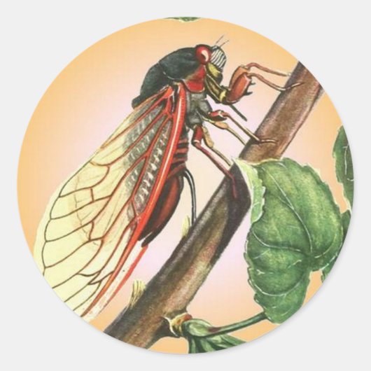 Cicada Insect Illustration Art Ronde Sticker (Voorkant)