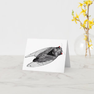 Cicada Kaart