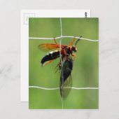 Cicada killerwas houdt dode cicada vast briefkaart (Voorkant / Achterkant)