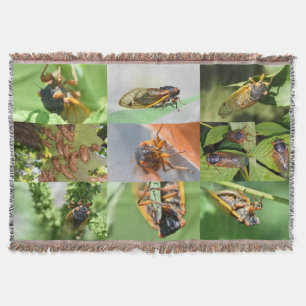 Cicada Mania lance une couverture