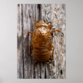 Cicada Poster (Voorkant)