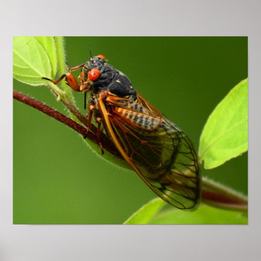Cicada Print (Voorkant)