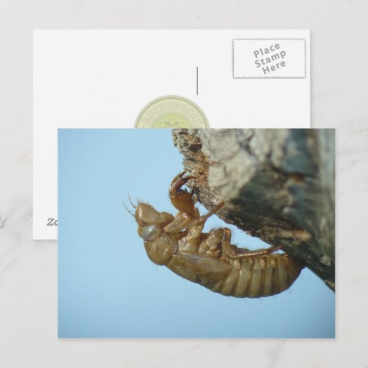 Cicada Shell. Briefkaart (Voorkant / Achterkant)