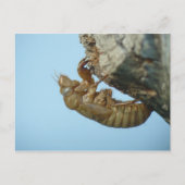 Cicada Shell. Briefkaart (Voorkant)