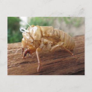 Cicada Shell Briefkaart