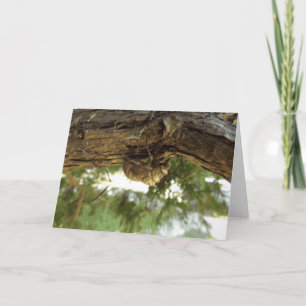 Cicada shell. Het was haast. Kaart