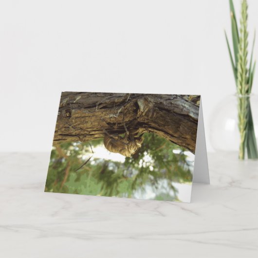 Cicada shell. Het was haast. Kaart (Voorkant)