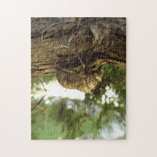 Cicada shell. Het was haast. Legpuzzel