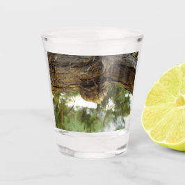 Cicada shell. Het was haast. Shot Glas