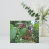 Cicada Trio Briefkaart (Staand voorkant)