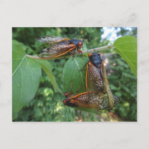 Cicada Trio Briefkaart