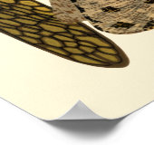 Cicadas Insects Vintage 1929 Illustrations Poster (Hoek)