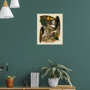 Cicaden Insecten Vintage 1929 Illustraties Poster