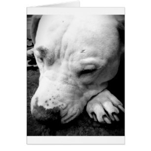 cicatrice de harry potter chien pit bull blanc