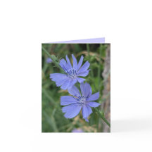 Cichorei Bloemkaart