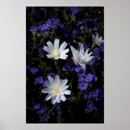 Cichorei en Phacelia wilde bloemen Poster (Voorkant)