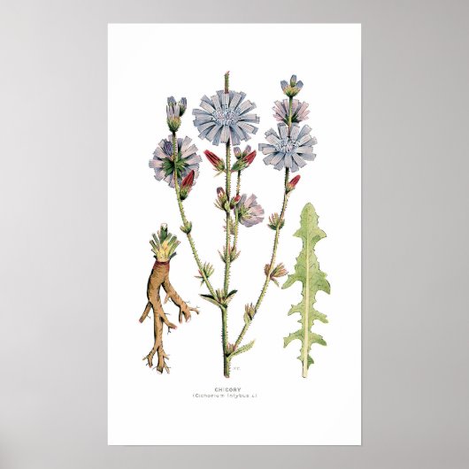 cichorei poster (Voorkant)