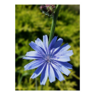 cichoreibloem perfect poster