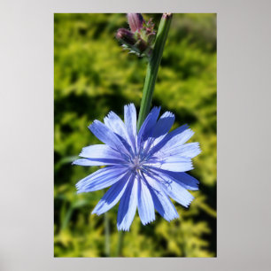 cichoreibloem poster
