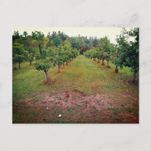 Cider Flats appelboomgaard Hinckley Minnesota Briefkaart (Voorkant)