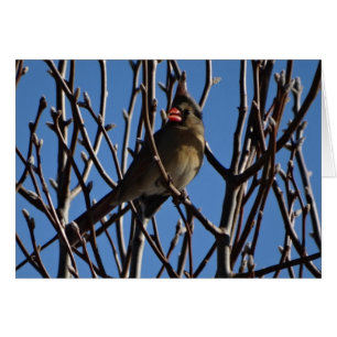 Ciel cardinal et bleu femelle