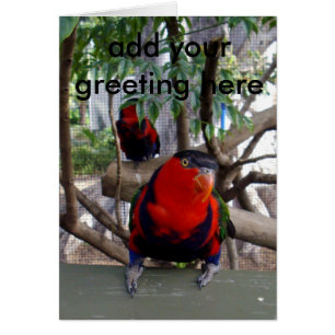 Ciel Cheeky Rainbow Lorikeet,