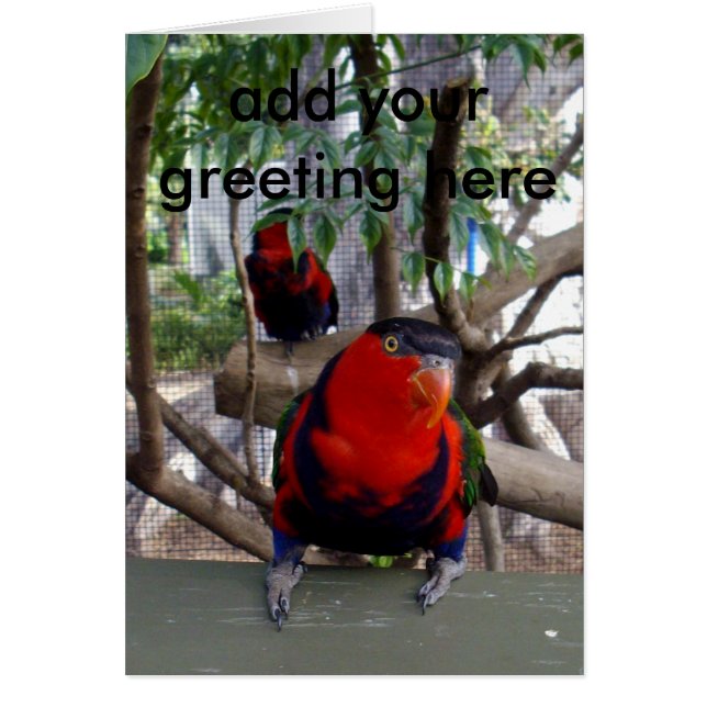 Ciel Cheeky Rainbow Lorikeet, (Devant)