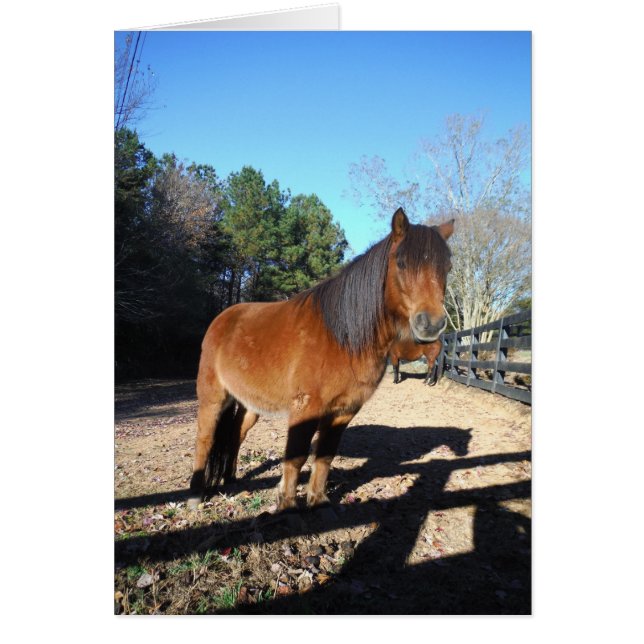 Ciel turquoise de poney Brown (Devant)