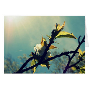 Ciel vintage