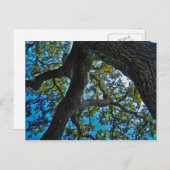 Cieux la carte postale d'arbre de limite (Devant / Derrière)