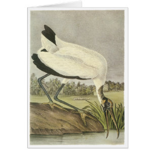 Cigogne en bois, John Audubon