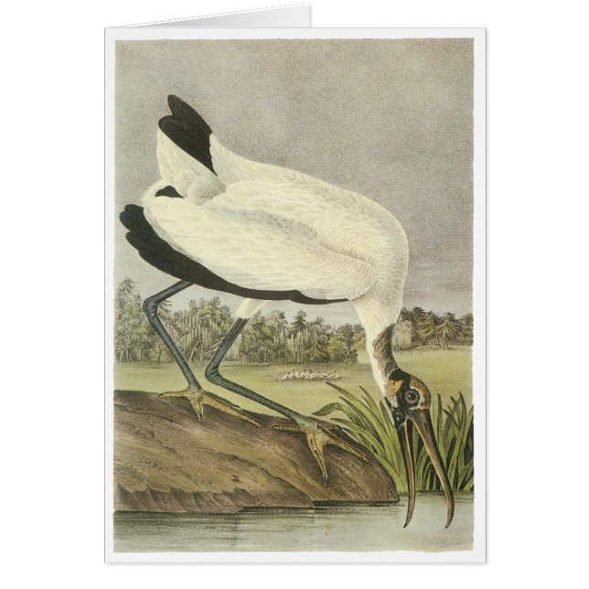 Cigogne en bois, John Audubon (Devant)
