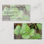 Cilantro Visitekaartje (Voorkant / Achterkant)